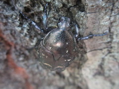 Protaetia brevitarsis