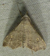 Redectis pygmaea