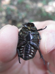 Protaetia brevitarsis
