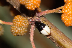 Neochya nitidissima