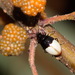 Neochya nitidissima - Photo (c) 吳政翰, alguns direitos reservados (CC BY-NC-ND), uploaded by 吳政翰