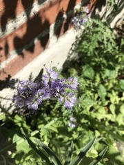 Phacelia tanacetifolia