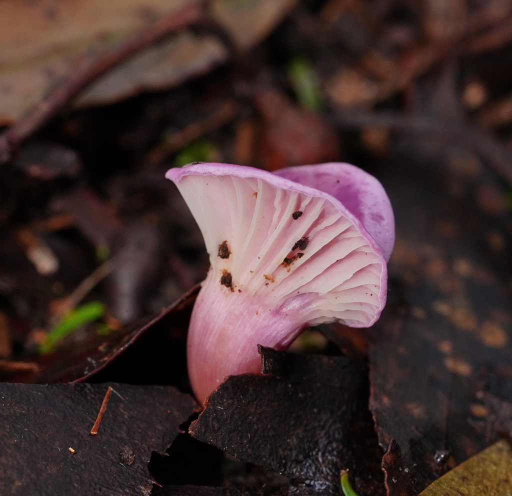 Cuphophyllus sect. Adonidum
