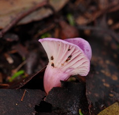 Hygrocybe cheelii