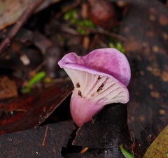 Hygrocybe cheelii