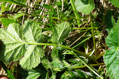Geum montanum