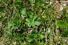 Geum montanum