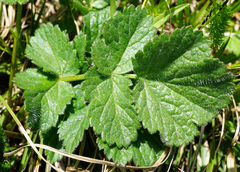 Geum montanum