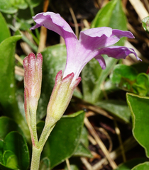Primula clusiana