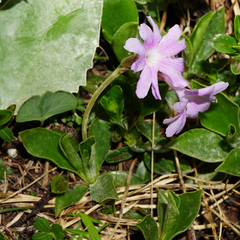 Primula clusiana