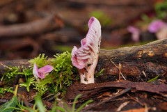 Hygrocybe cheelii