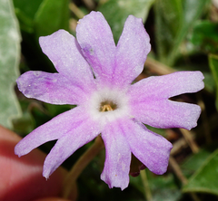 Primula clusiana