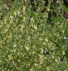 Teucrium flavum
