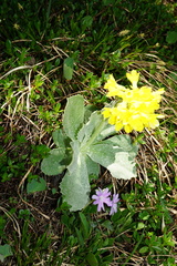 Primula clusiana