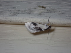 Cliniodes ostreonalis