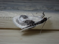 Cliniodes ostreonalis