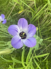 Eustoma russellianum