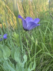Eustoma russellianum