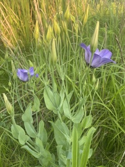 Eustoma russellianum