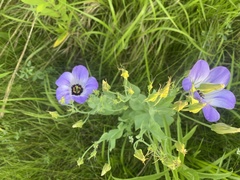 Eustoma russellianum