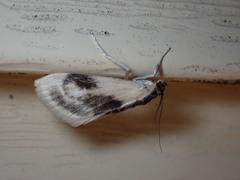Cliniodes ostreonalis