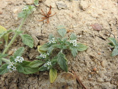 Heliotropium supinum