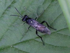 Macrophya militaris