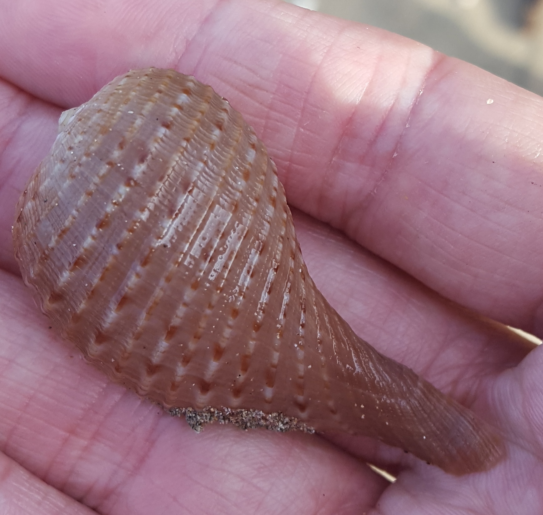 Paper Fig Shell (Ficus ficus) · iNaturalist Canada