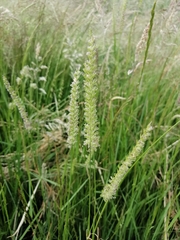 Cynosurus cristatus