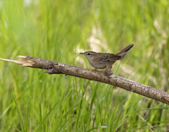 Pallas's Grasshopper Warbler photo 2