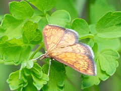 Ecpyrrhorrhoe rubiginalis