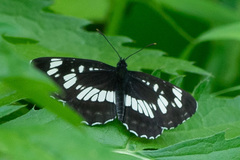 Neptis rivularis