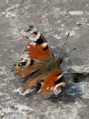 Aglais io