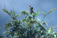 Cacicus chrysonotus