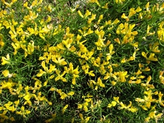 Genista holopetala