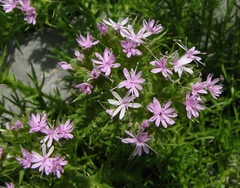 Drypis spinosa jacquiniana