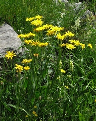 Senecio doronicum