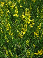 Genista sylvestris