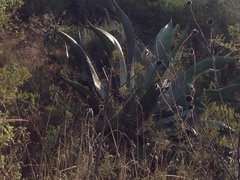 Agave mapisaga