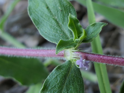 Spermacoce hispida observed 2019-10-13