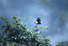 Cacicus chrysonotus