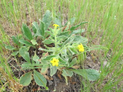 Alkanna orientalis