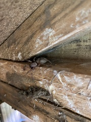 Scotophaeus blackwalli