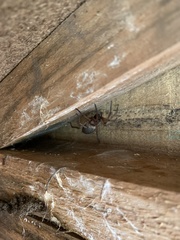 Scotophaeus blackwalli