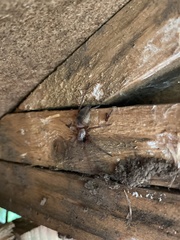 Scotophaeus blackwalli