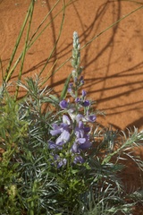 Sophora stenophylla