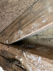 Scotophaeus blackwalli