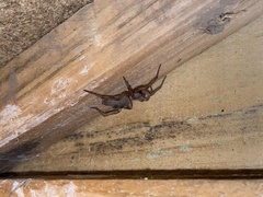 Scotophaeus blackwalli