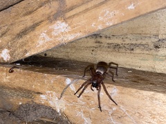 Scotophaeus blackwalli