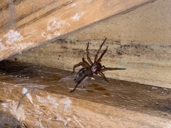 Scotophaeus blackwalli